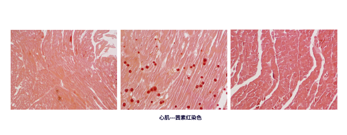 1690266691112665.png 心肌---茜素红染色.png
