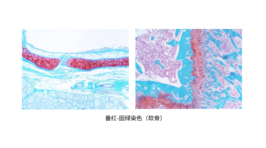 番红-固绿染色（软骨） (2).png
