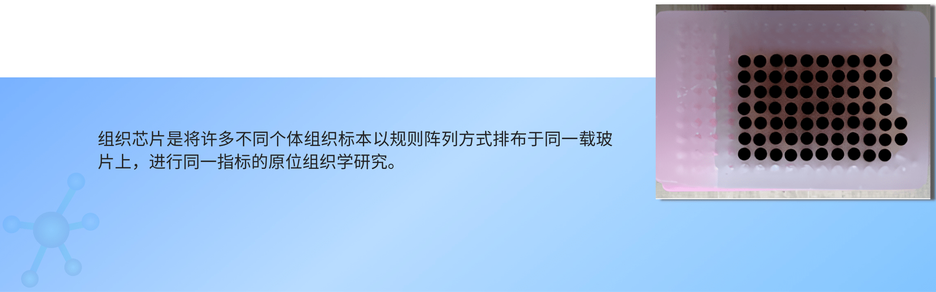 组织芯片切片.png