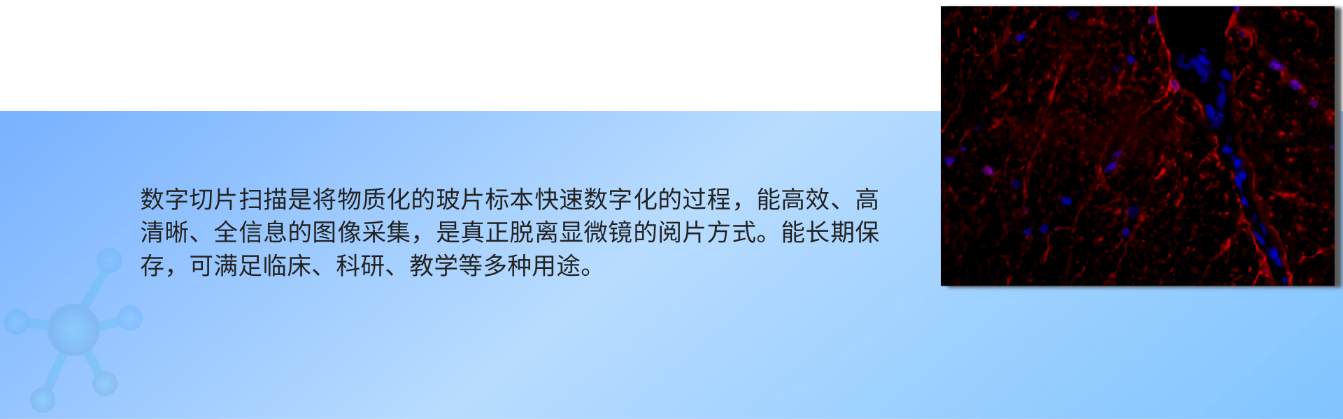 普通切片扫描（荧光单标 双色）.png