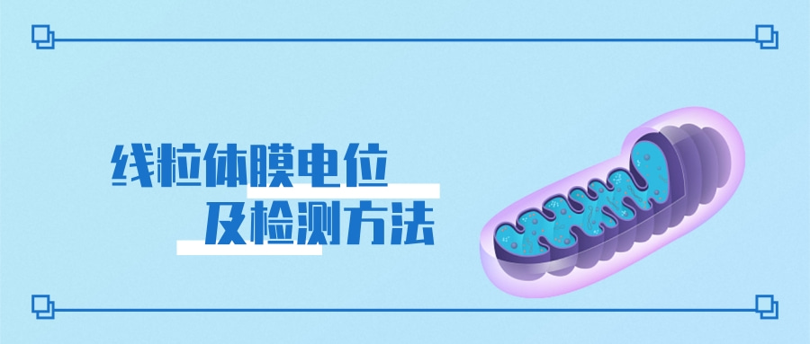 关于线粒体膜电位及检测方法