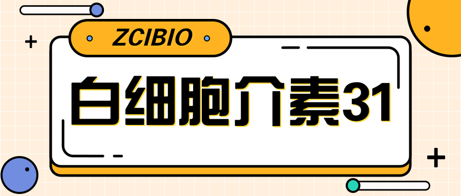 白细胞介素31(IL-31)|ELISA指标