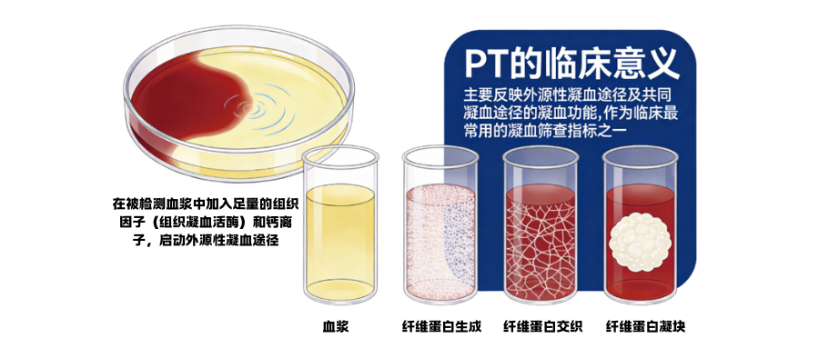 1775723741127255.png 凝血四项之凝血酶原时间(PT).png