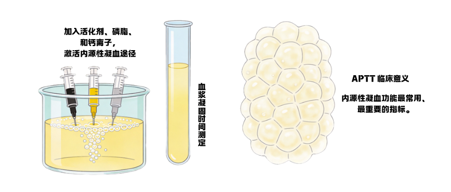凝血四项之活化部分凝血酶原时间（APTT） (1).png