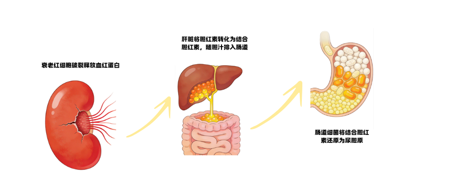 尿常规检测之尿胆原(URO)