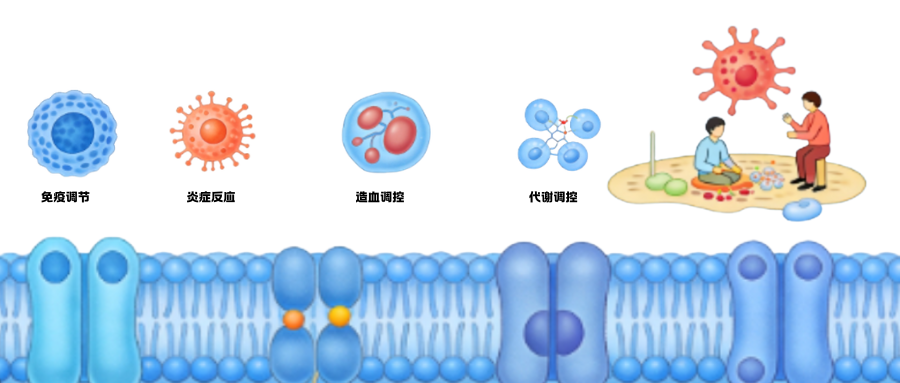 1776134421187557.png 炎症研究相关因子之白细胞介素6(IL-6).png