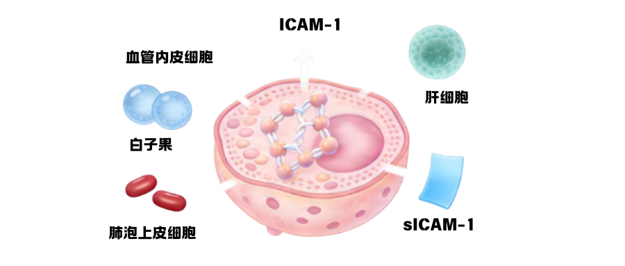 1776224834180352.png 炎症研究相关因子之可溶性细胞间粘附分子1(slCAM-1) .png